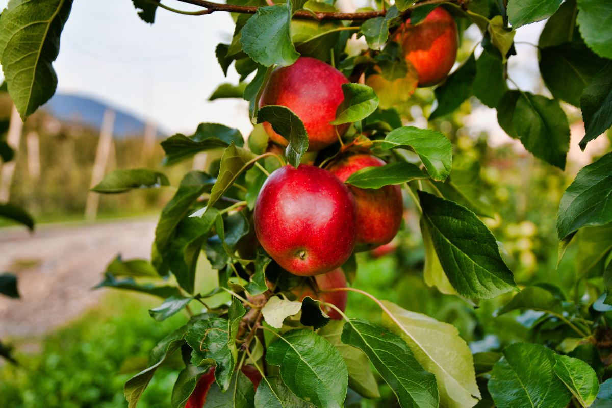 Succo di mela della Valtellina | Gusto Valtellina